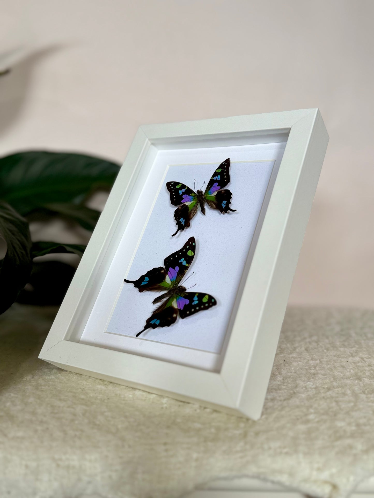 Two Purple Spotted Swallowtails