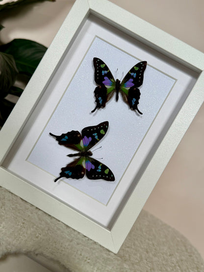 Two Purple Spotted Swallowtails