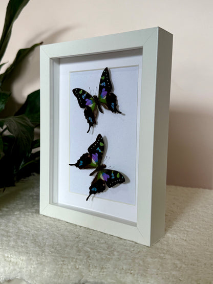 Two Purple Spotted Swallowtails