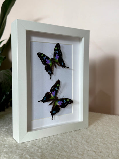 Two Purple Spotted Swallowtails