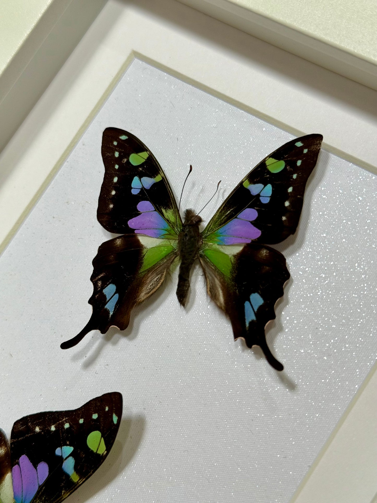 Two Purple Spotted Swallowtails