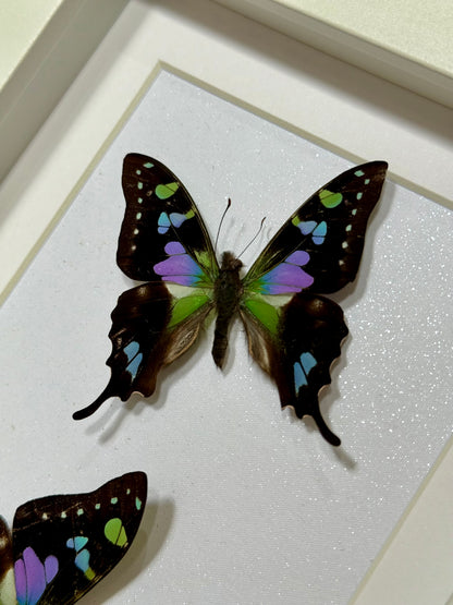 Two Purple Spotted Swallowtails