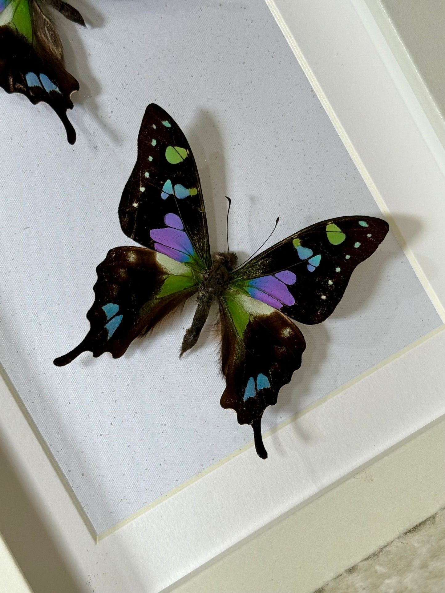 Two Purple Spotted Swallowtails