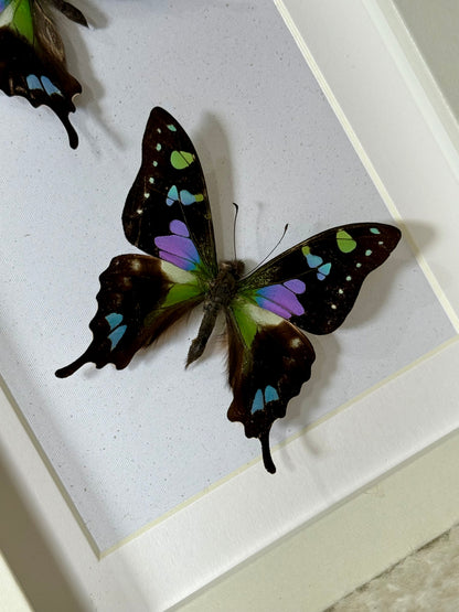 Two Purple Spotted Swallowtails