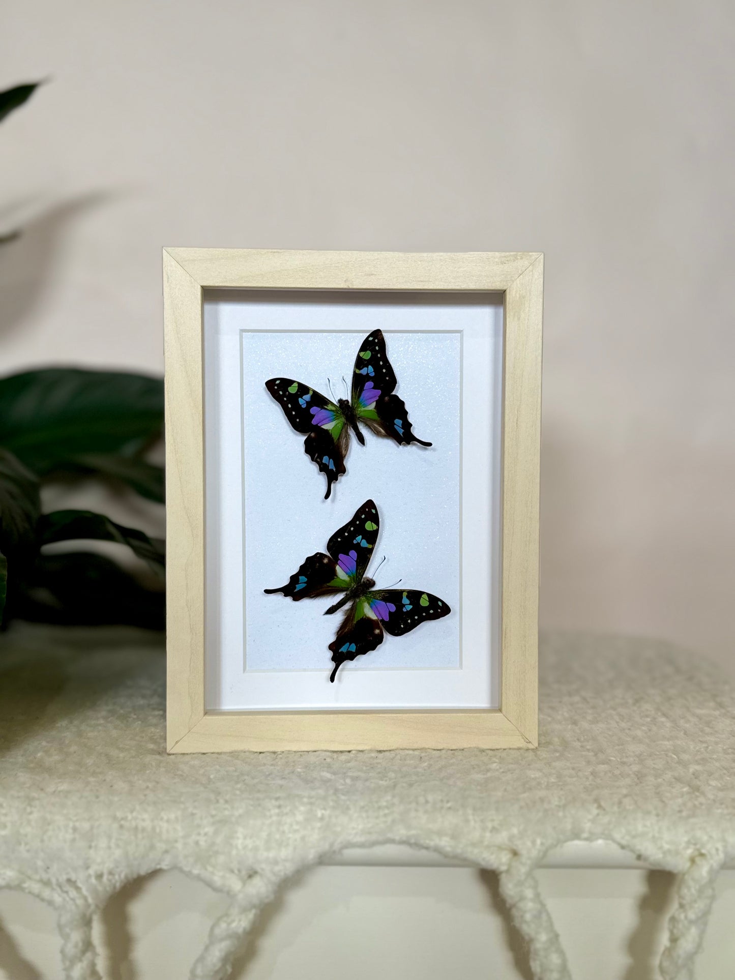 Two Purple Spotted Swallowtails