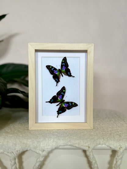 Two Purple Spotted Swallowtails