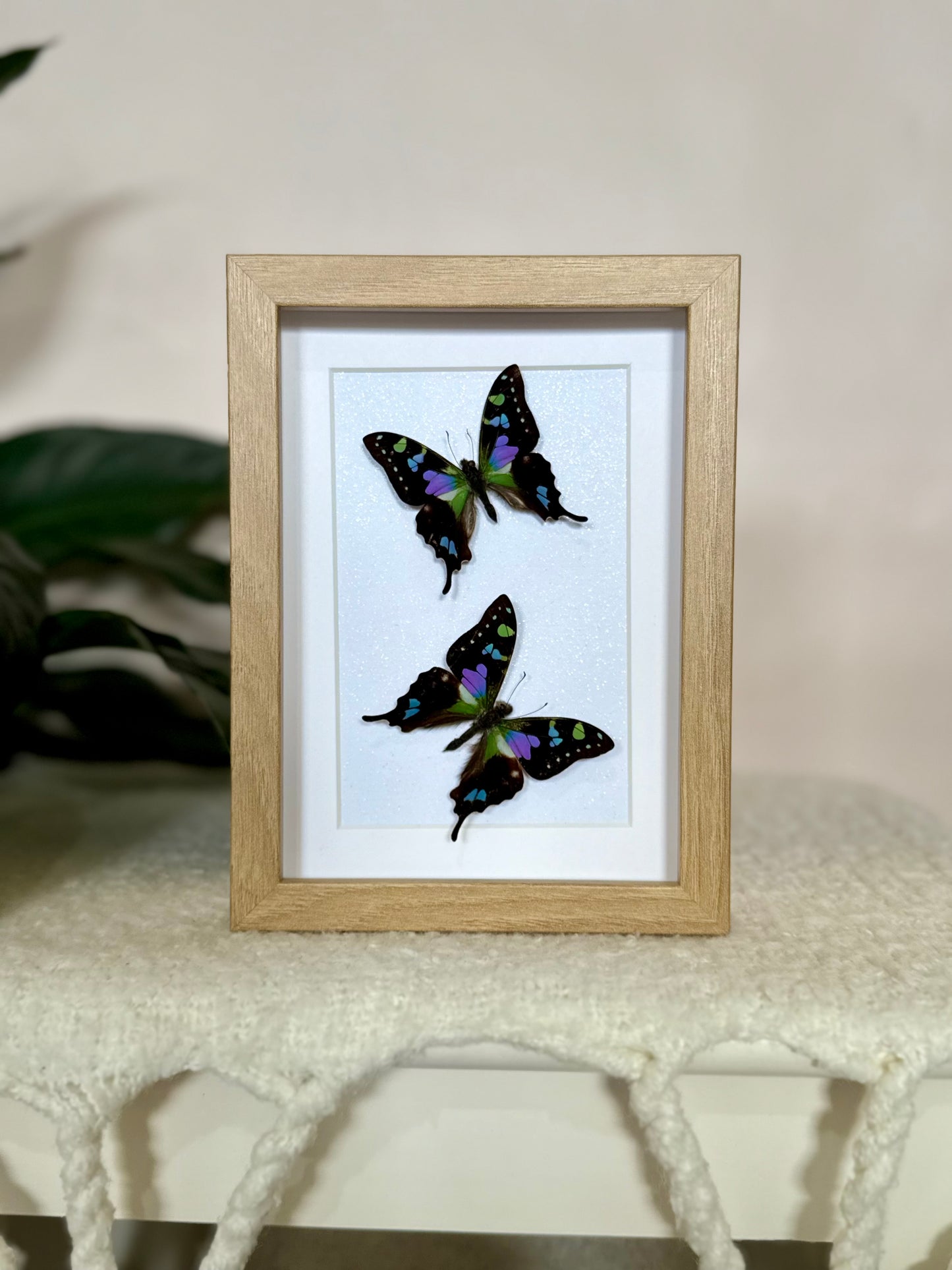 Two Purple Spotted Swallowtails