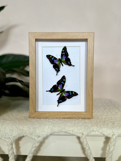 Two Purple Spotted Swallowtails