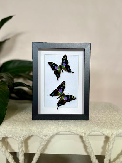 Two Purple Spotted Swallowtails
