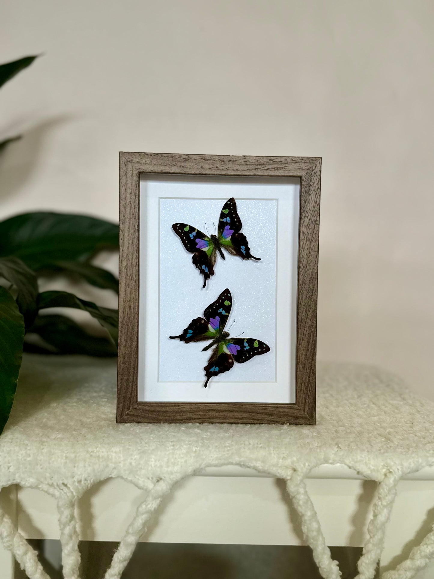 Two Purple Spotted Swallowtails