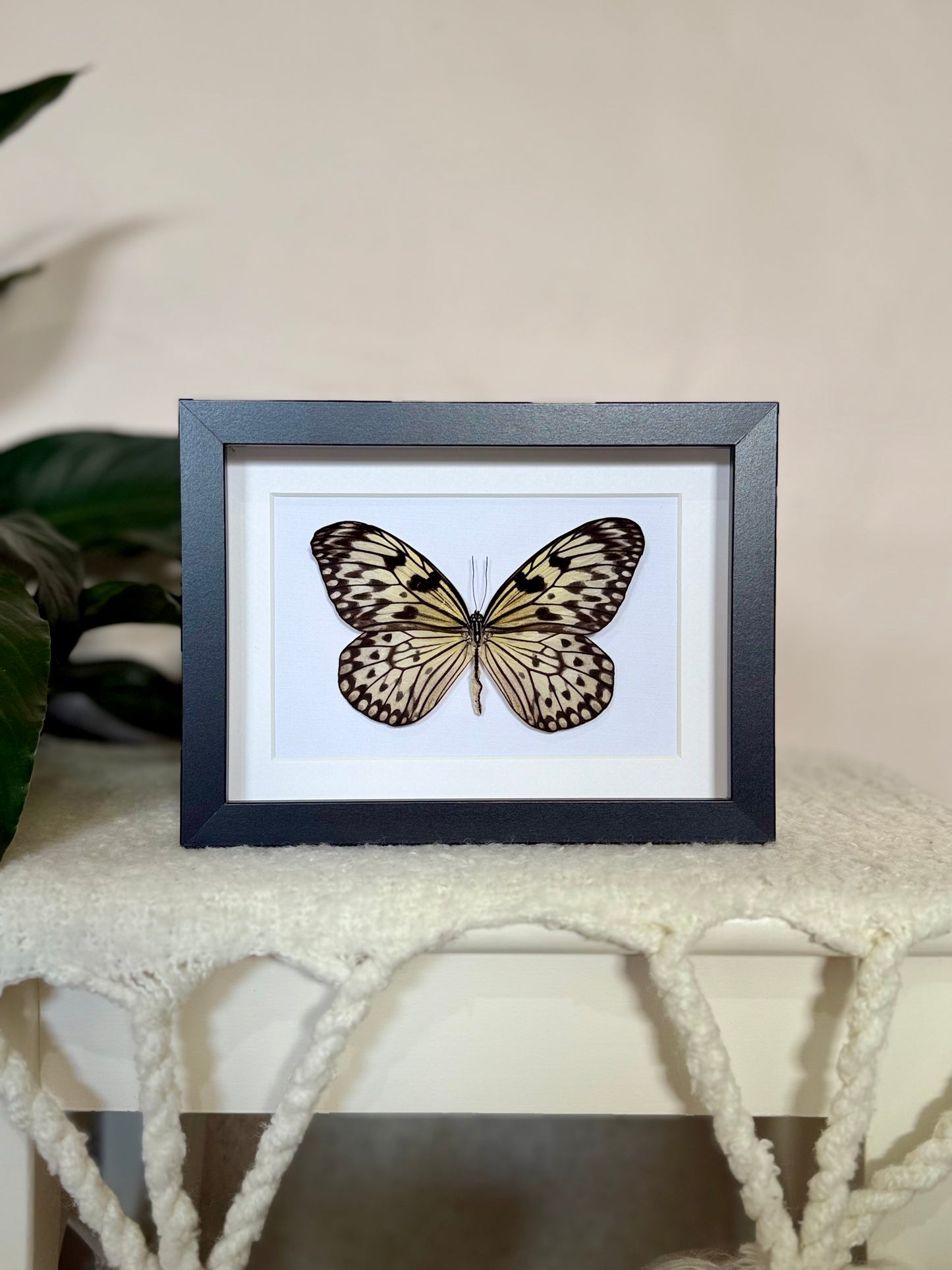 Large Tree Nymph Butterfly