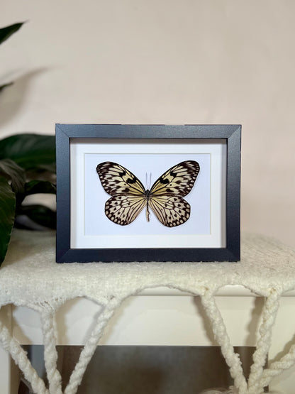 Large Tree Nymph Butterfly