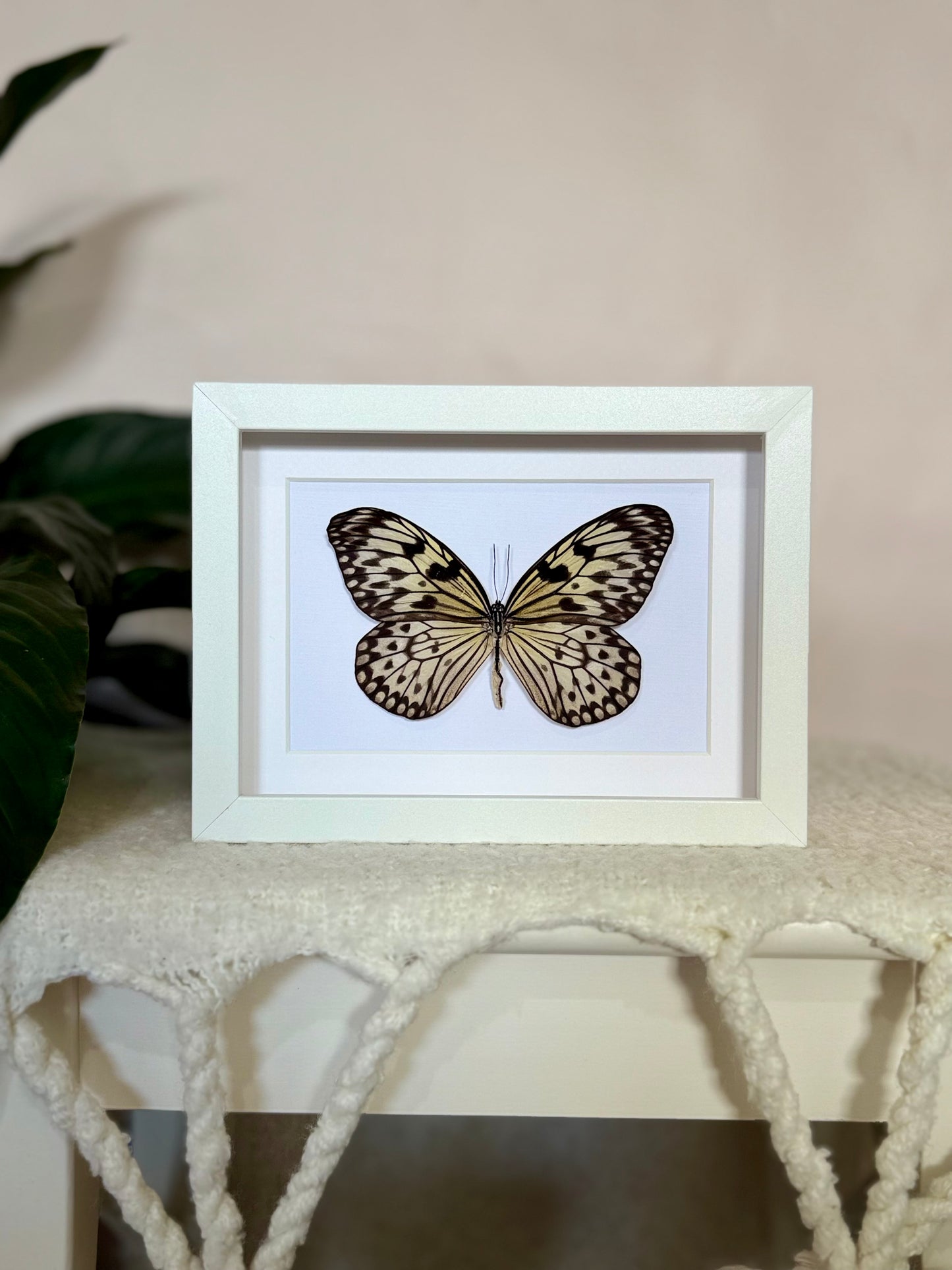 Large Tree Nymph Butterfly