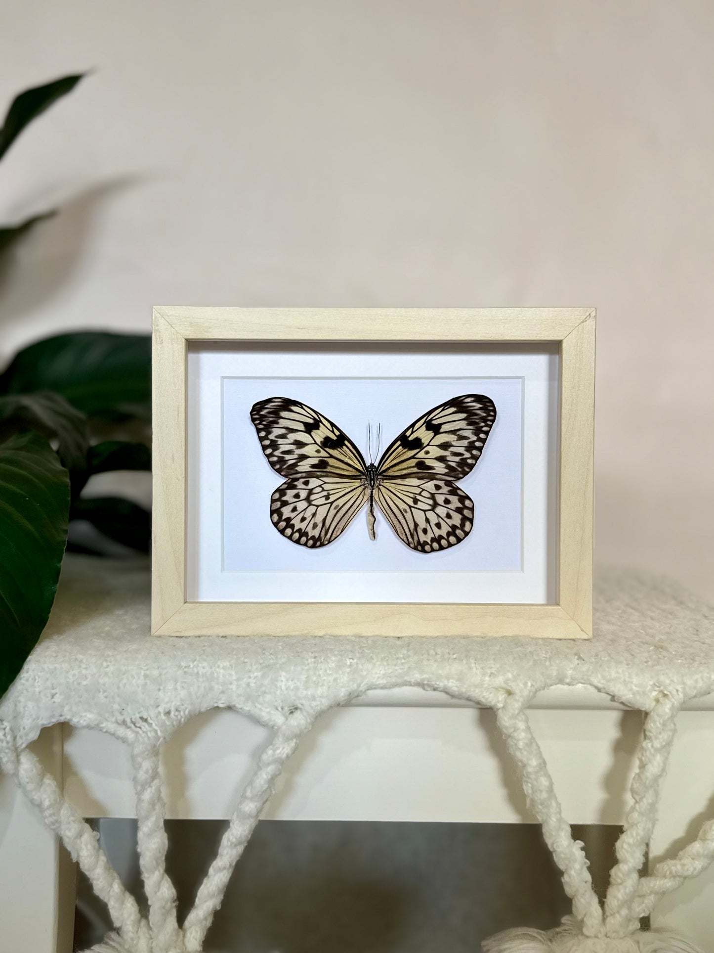 Large Tree Nymph Butterfly
