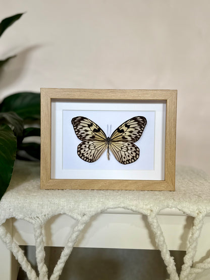 Large Tree Nymph Butterfly