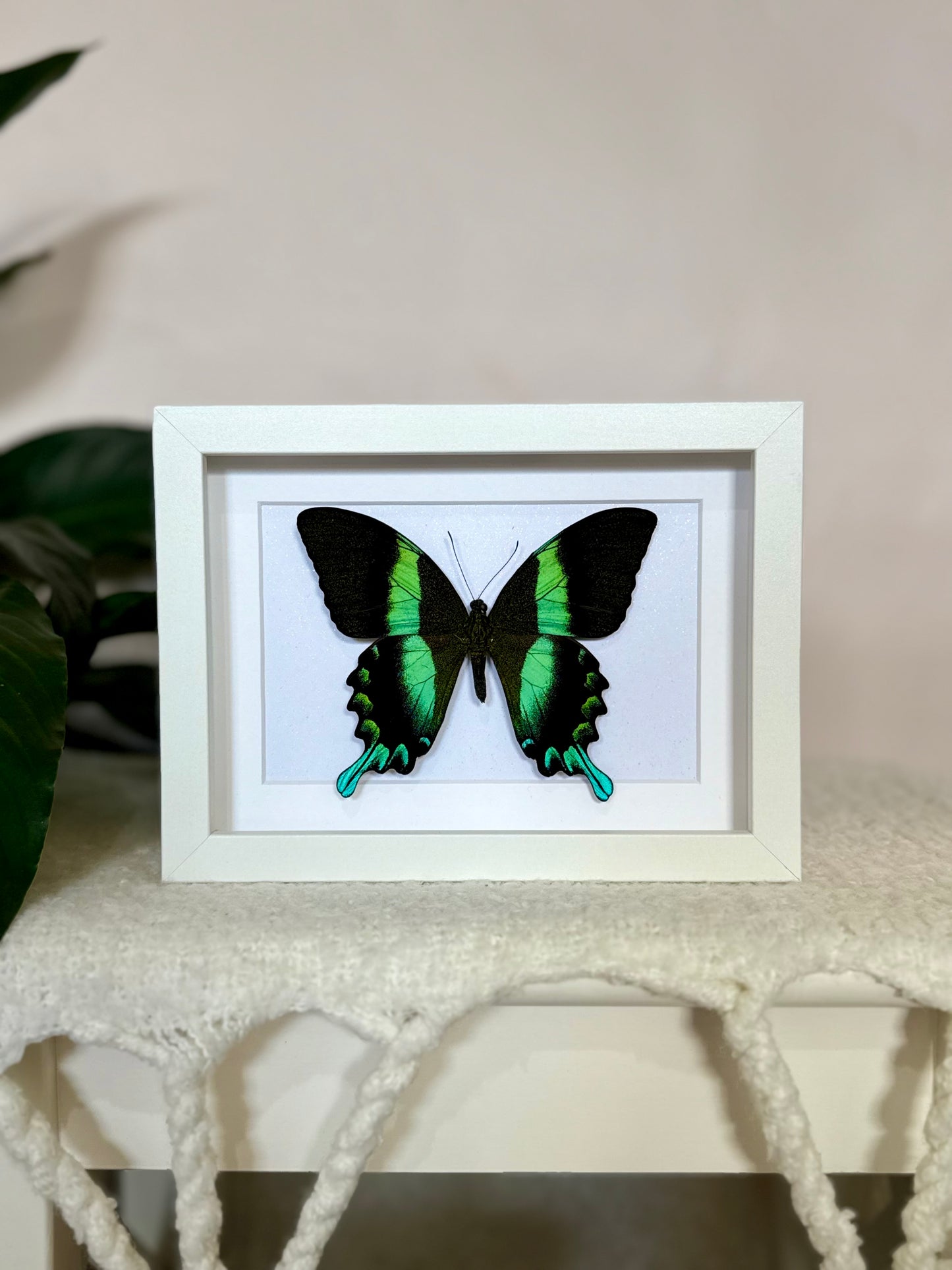 Green Swallowtail