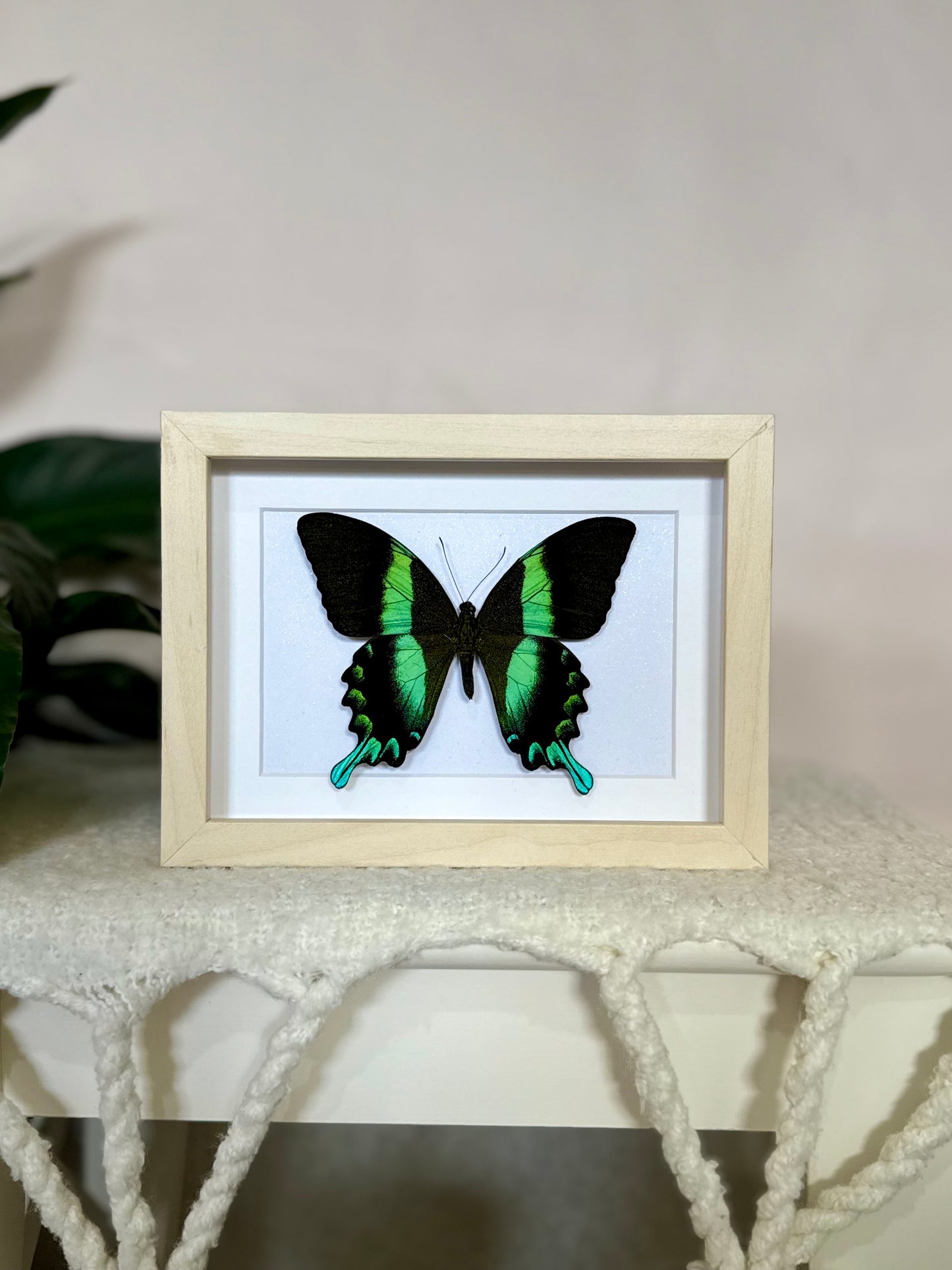 Green Swallowtail