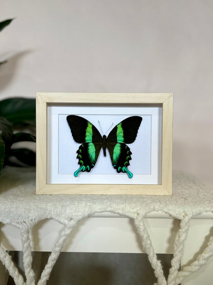 Green Swallowtail