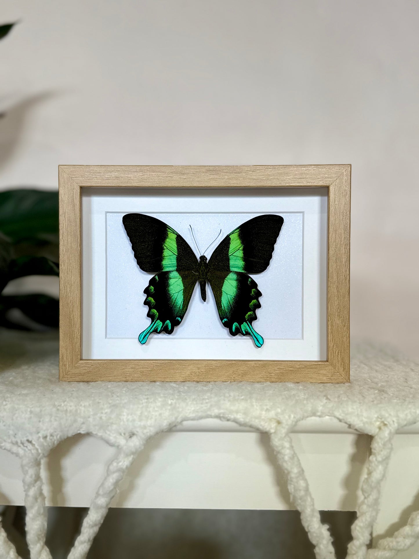 Green Swallowtail