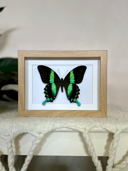 Green Swallowtail