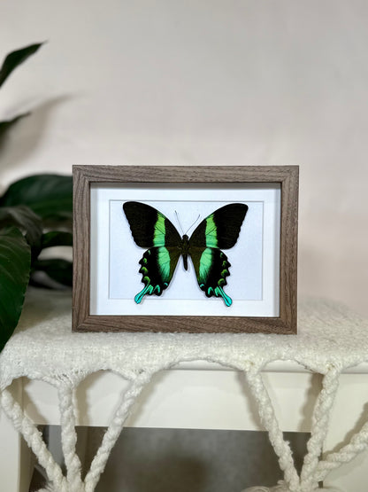 Green Swallowtail