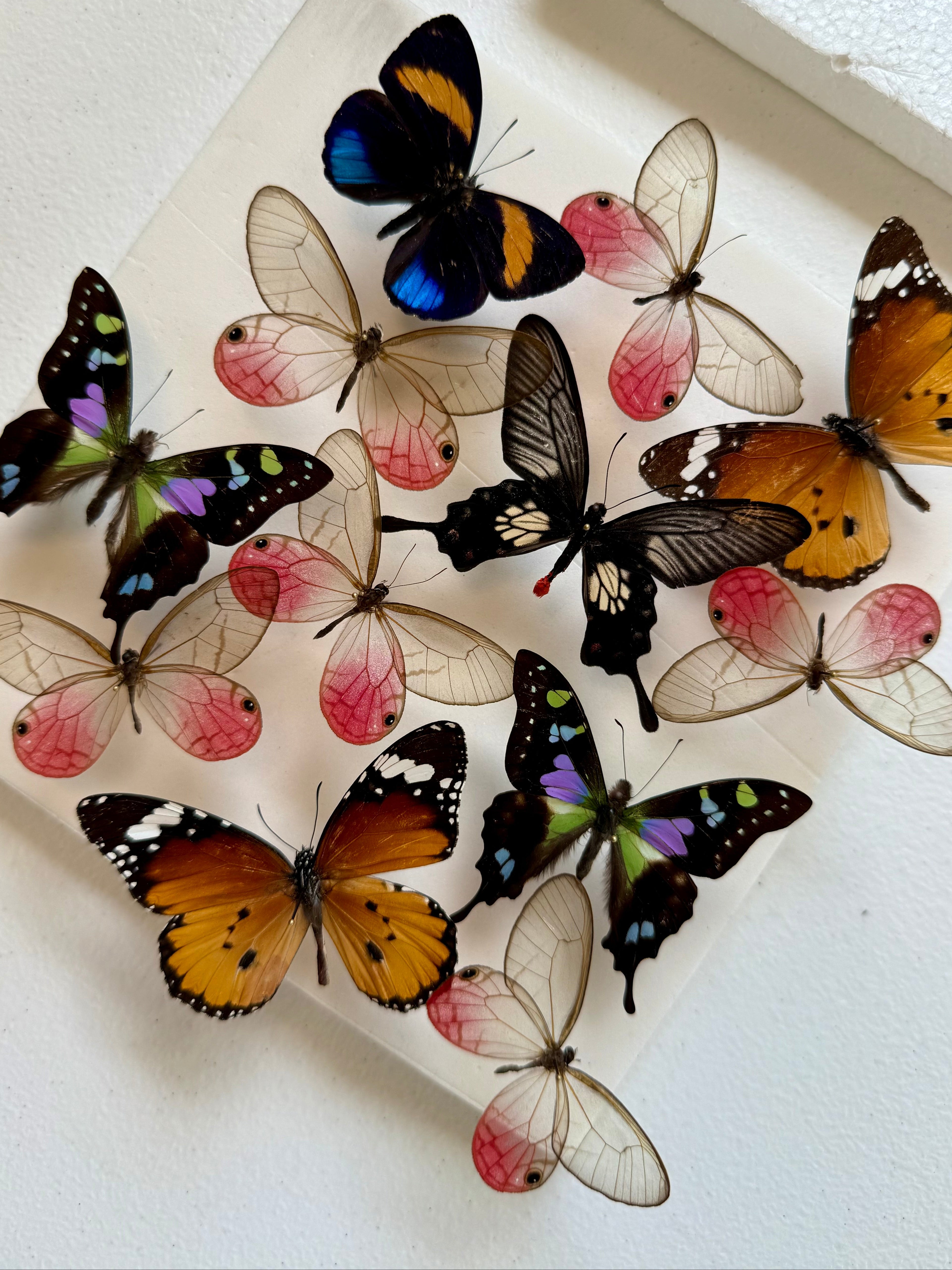 Collection of colorful butterflies on a white surface