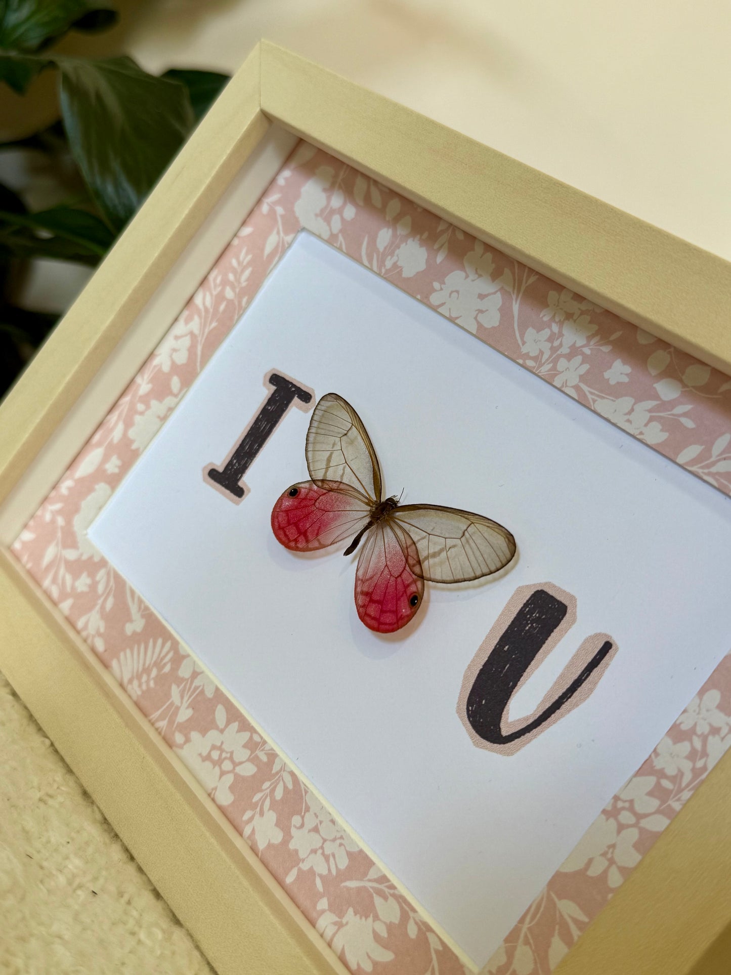 Blushing Phantom Butterfly - I Love U