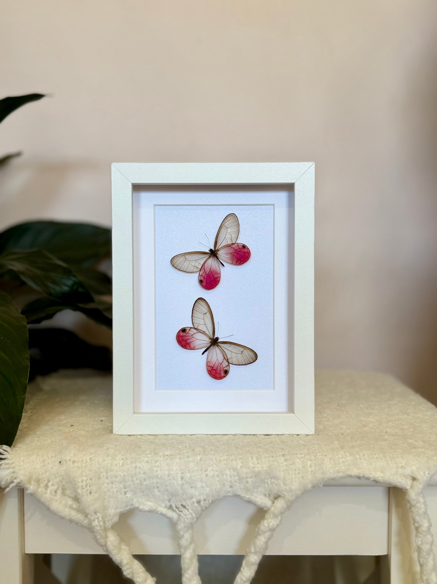 Two Blushing Phantom Butterflies