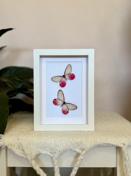 Two Blushing Phantom Butterflies