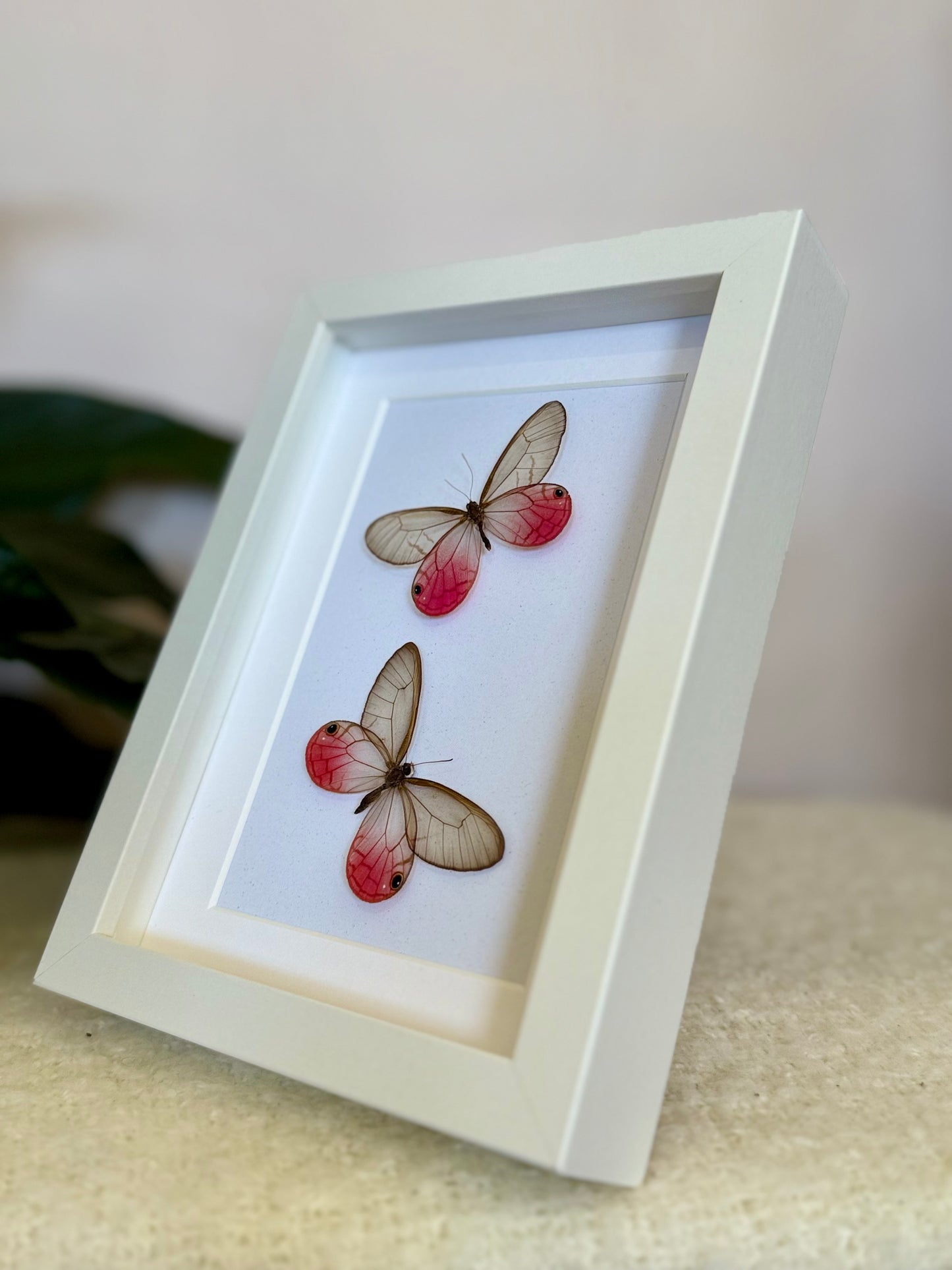 Two Blushing Phantom Butterflies