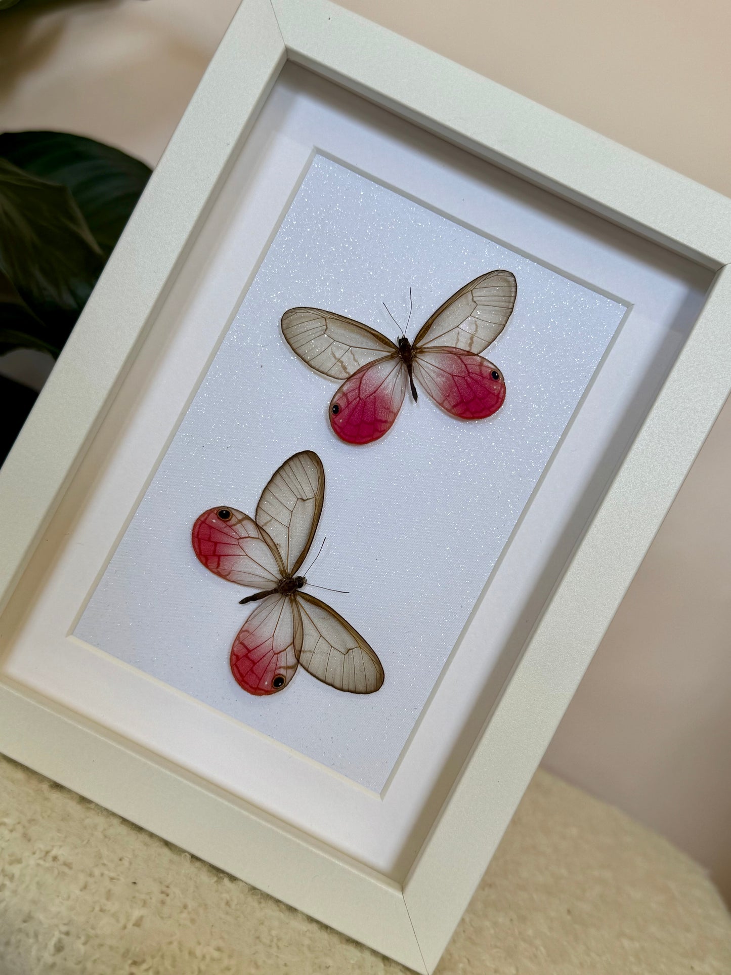Two Blushing Phantom Butterflies