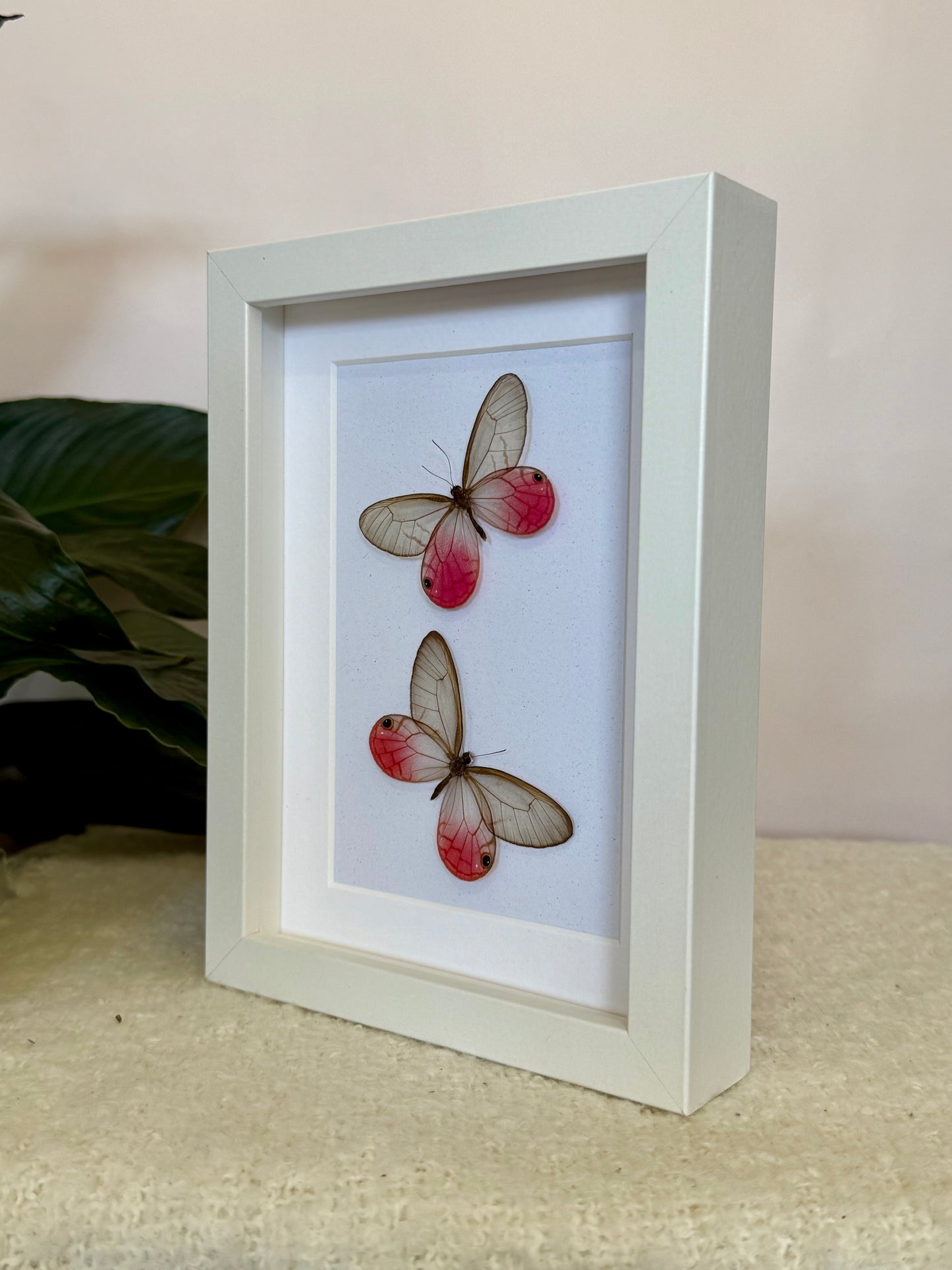Two Blushing Phantom Butterflies
