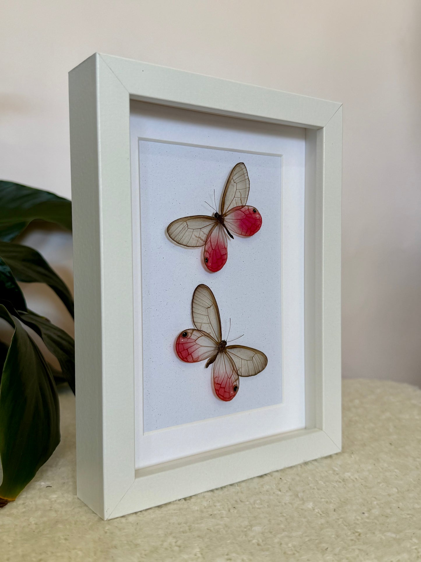 Two Blushing Phantom Butterflies