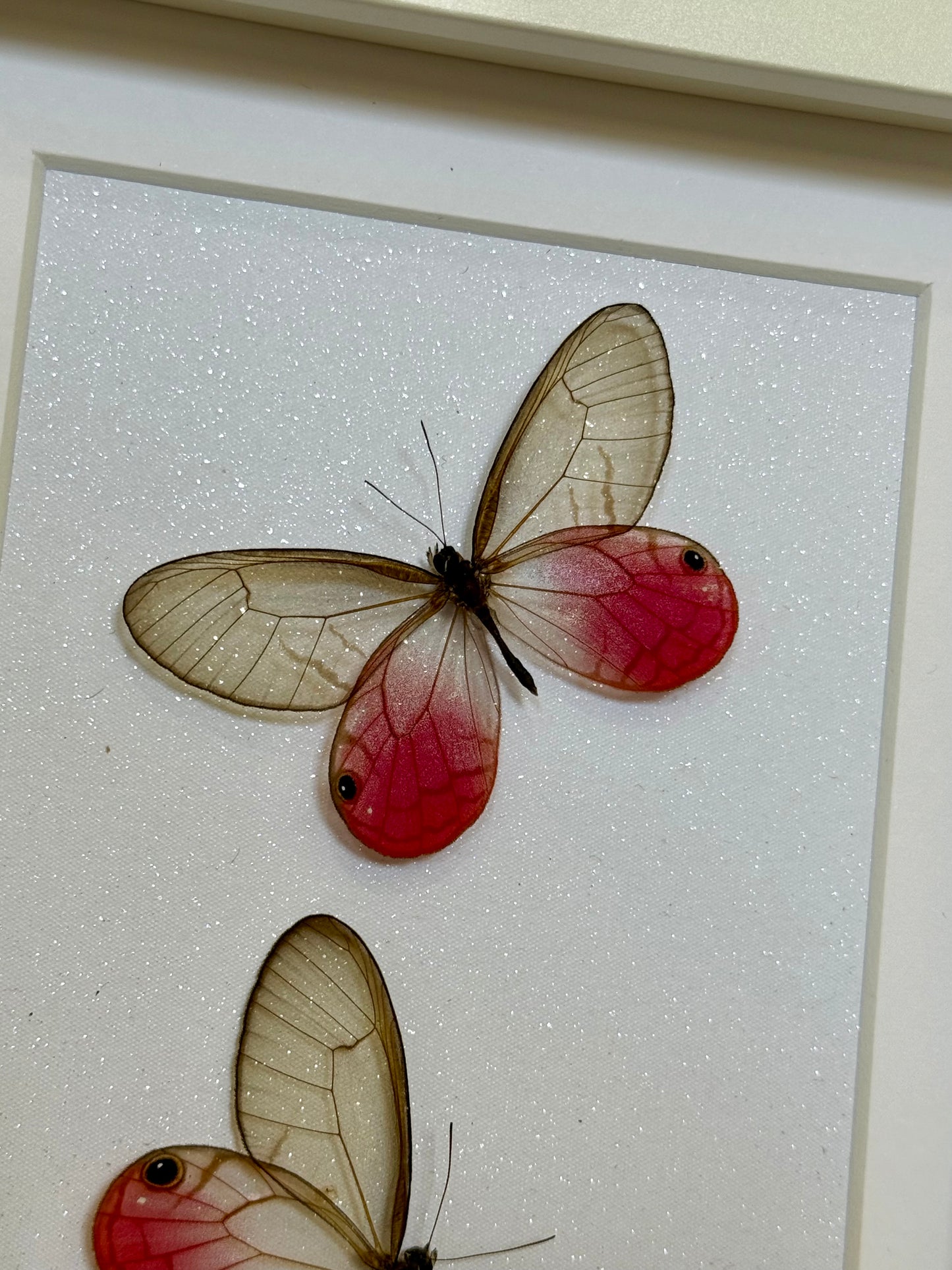 Two Blushing Phantom Butterflies