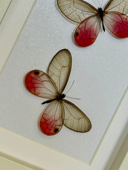 Two Blushing Phantom Butterflies