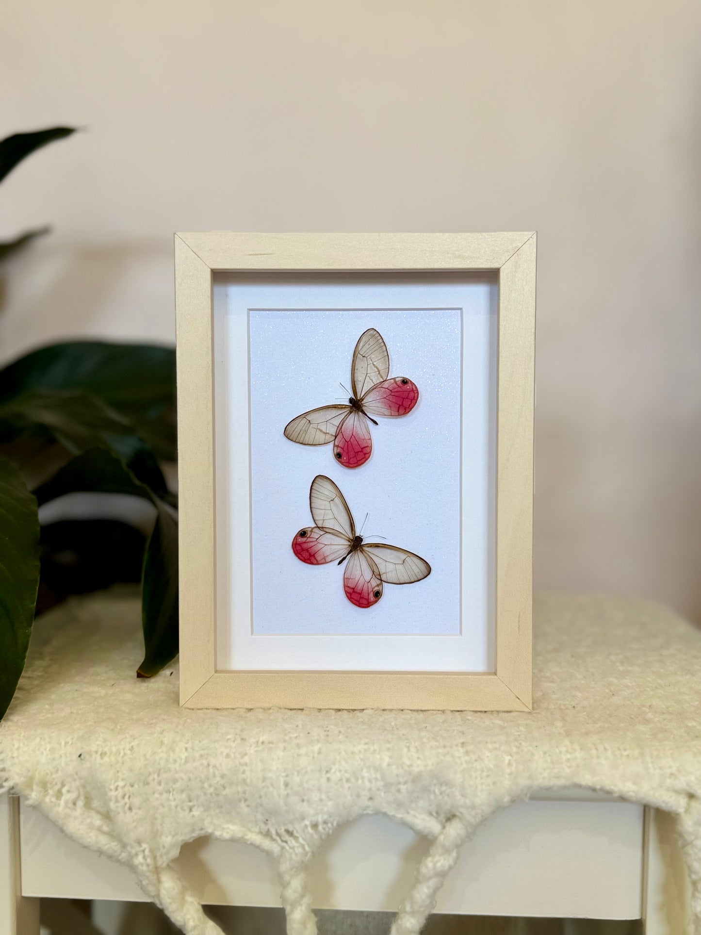 Two Blushing Phantom Butterflies