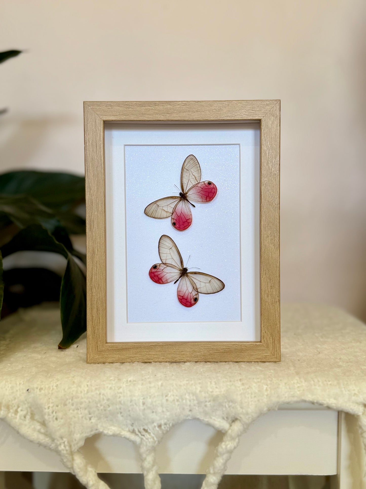 Two Blushing Phantom Butterflies