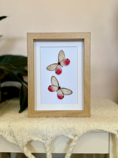 Two Blushing Phantom Butterflies
