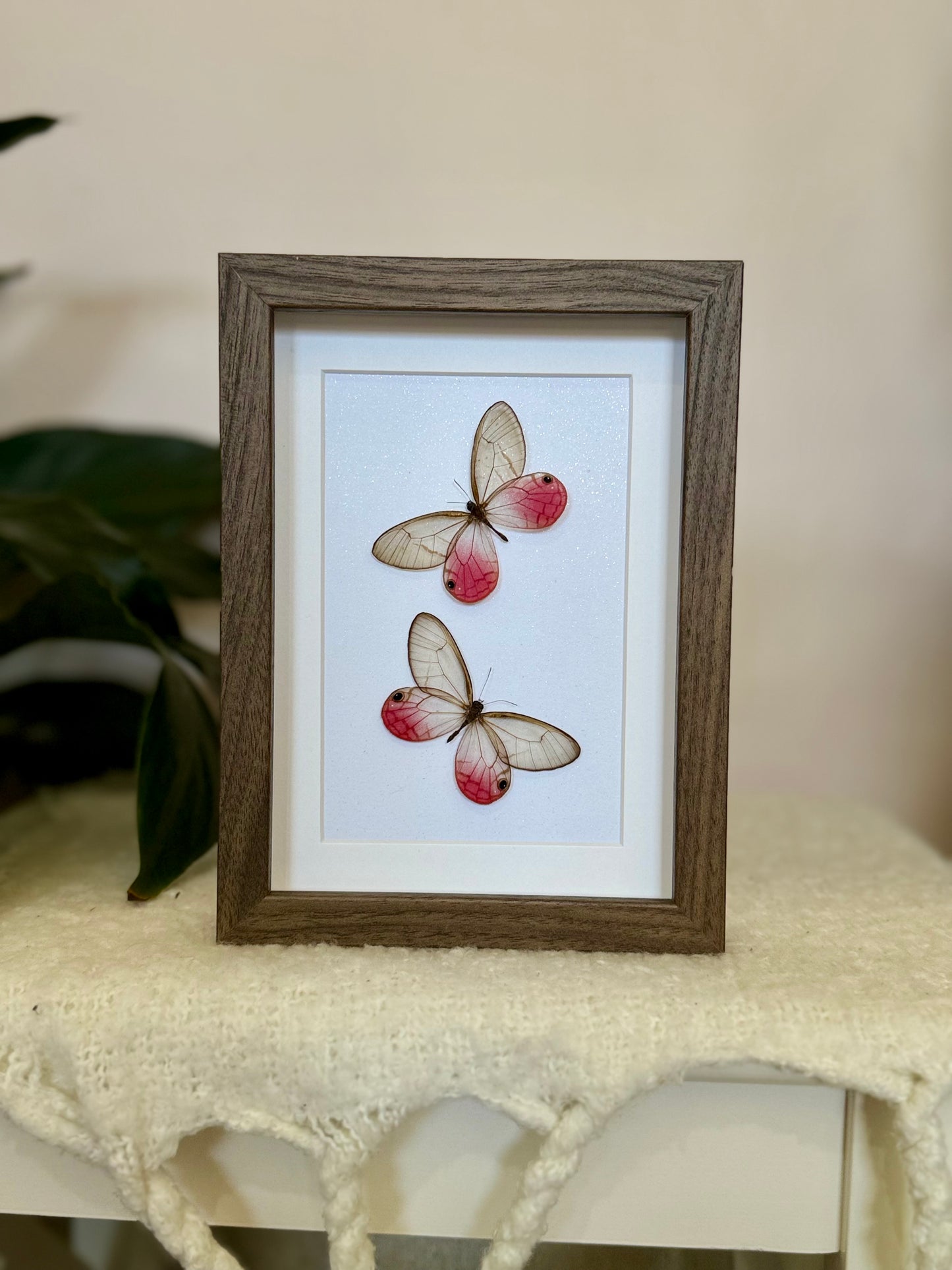 Two Blushing Phantom Butterflies