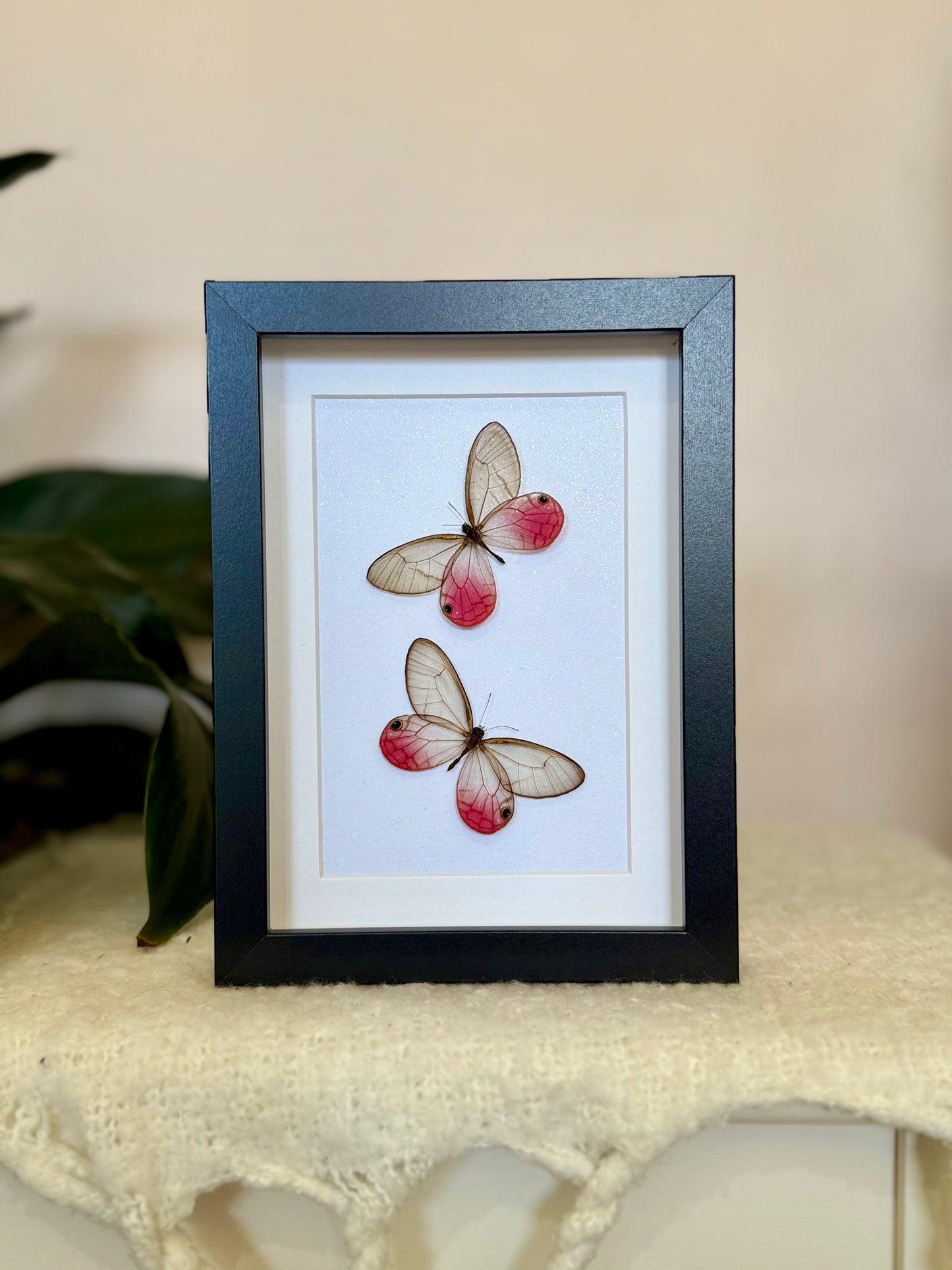 Two Blushing Phantom Butterflies