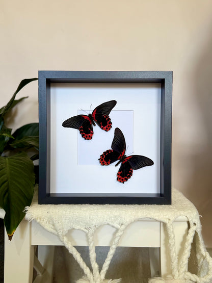 Two Scarlet Mormon Butterflies