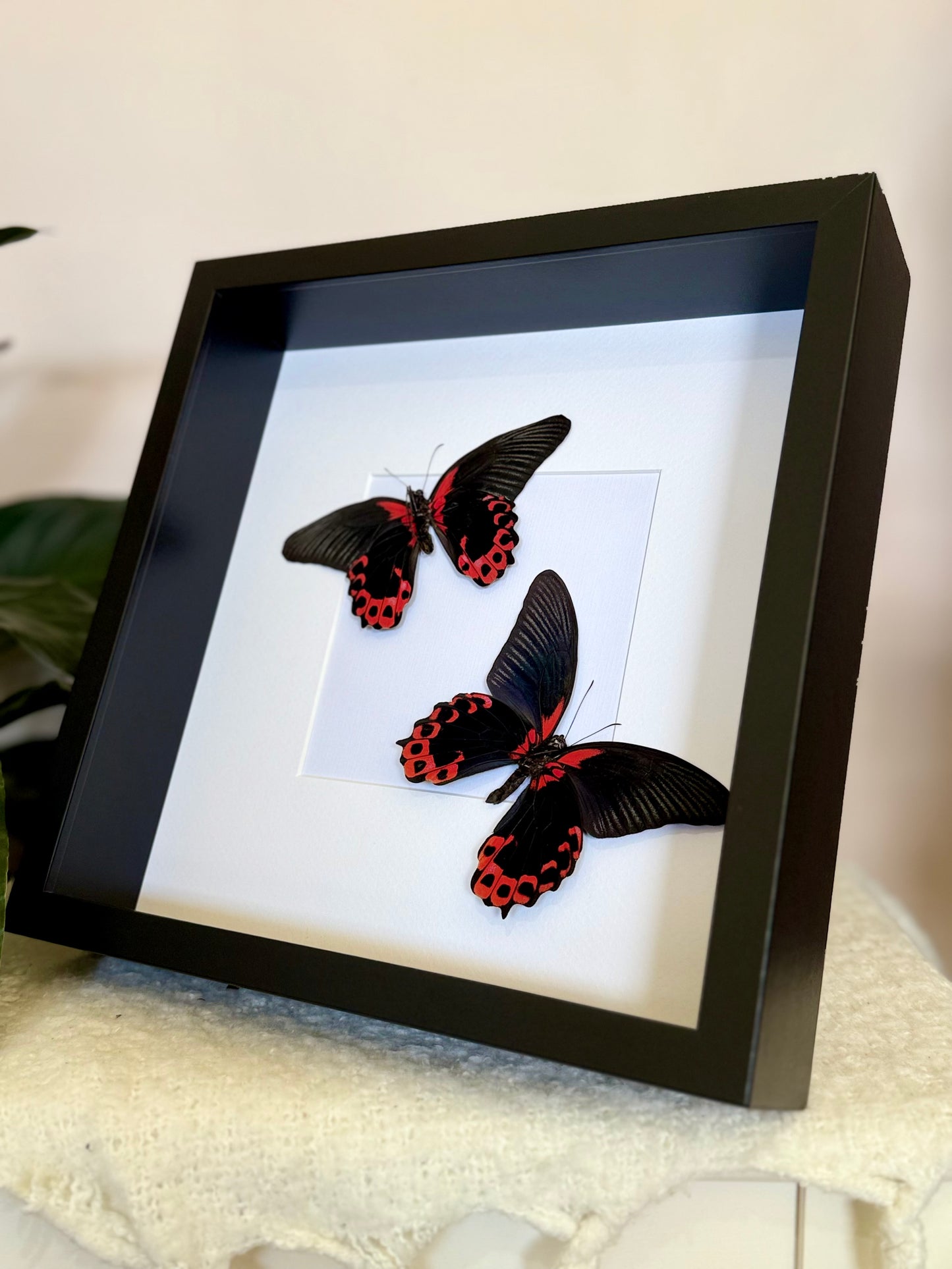 Two Scarlet Mormon Butterflies