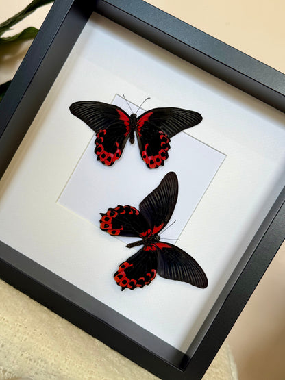 Two Scarlet Mormon Butterflies