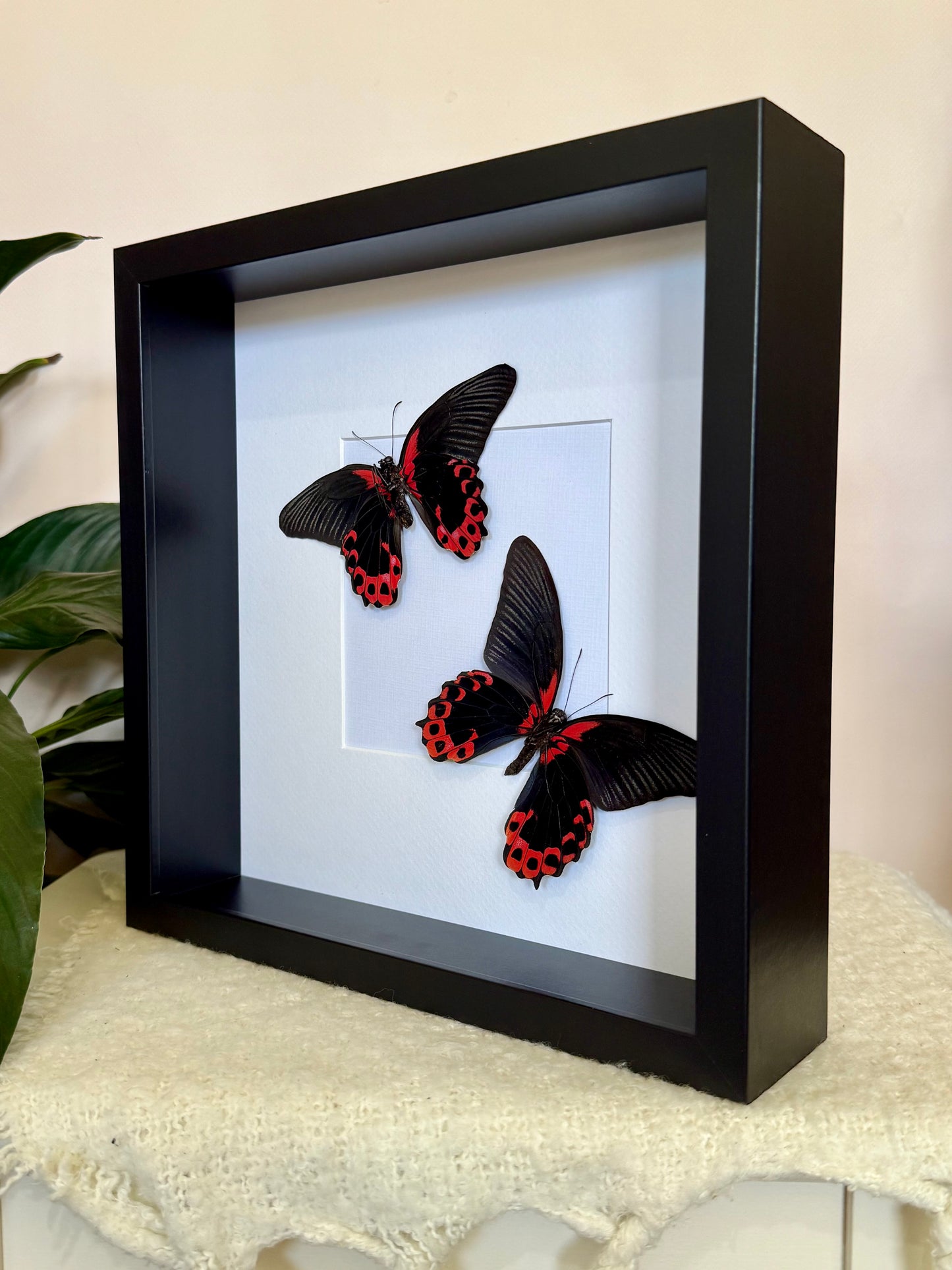 Two Scarlet Mormon Butterflies