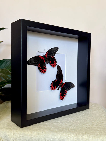 Two Scarlet Mormon Butterflies