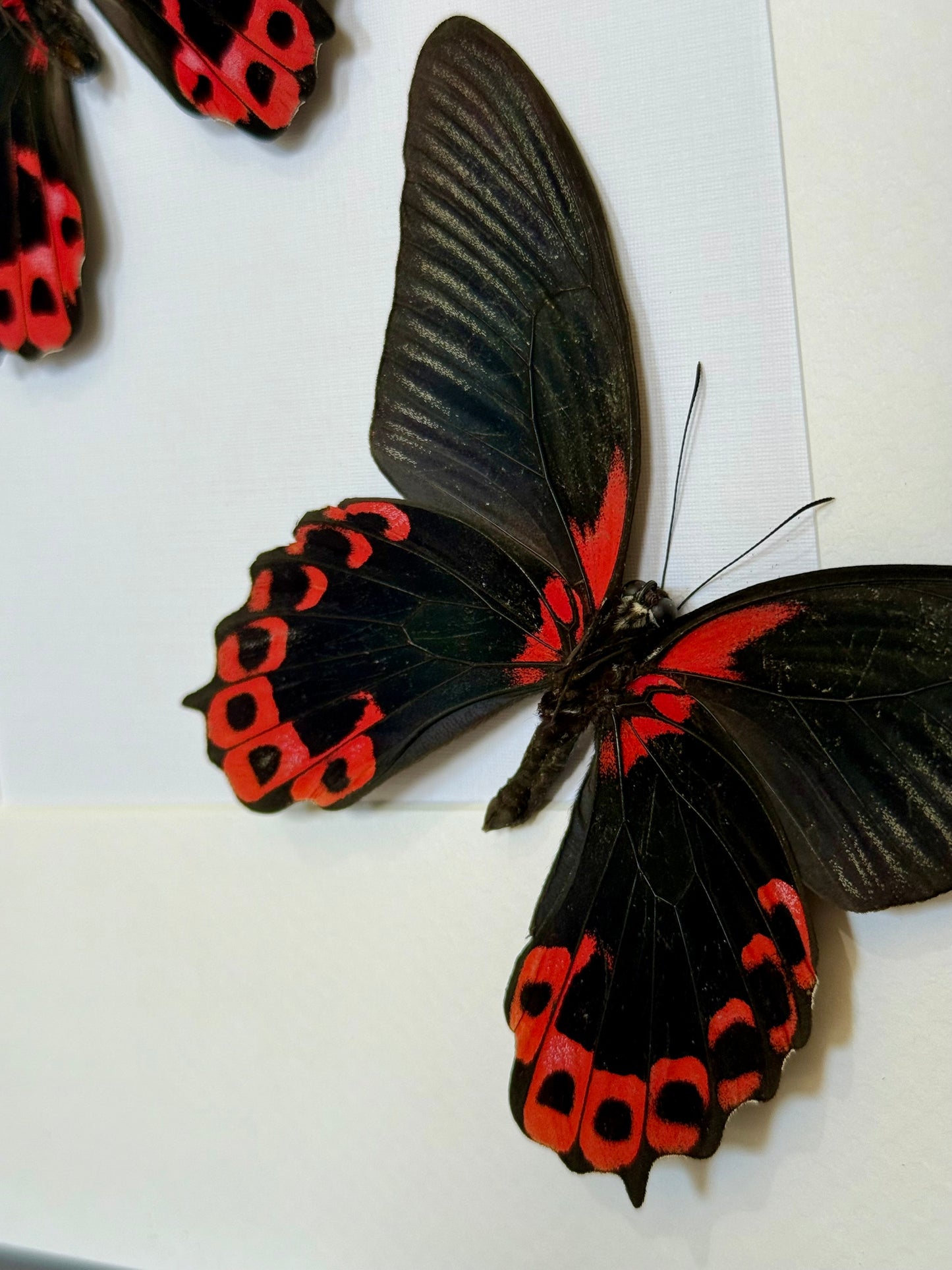 Two Scarlet Mormon Butterflies