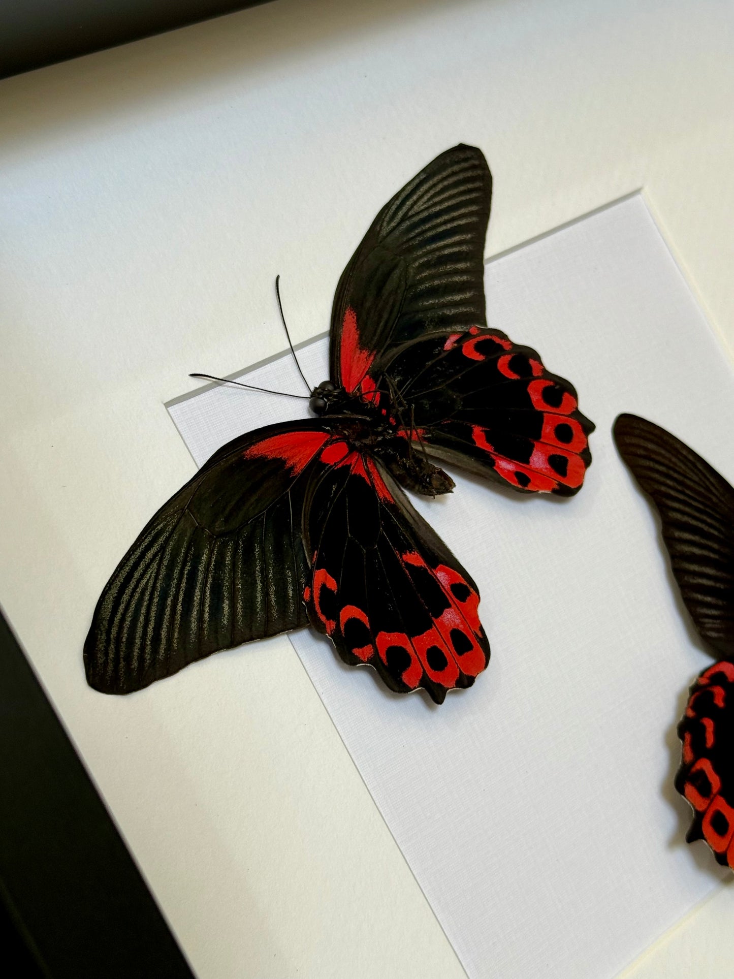 Two Scarlet Mormon Butterflies