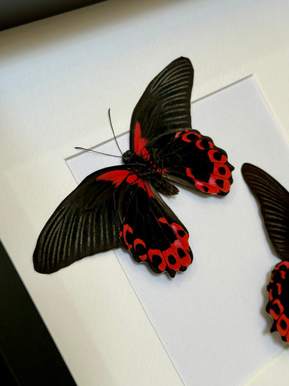 Two Scarlet Mormon Butterflies