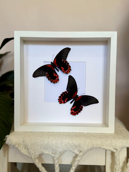Two Scarlet Mormon Butterflies