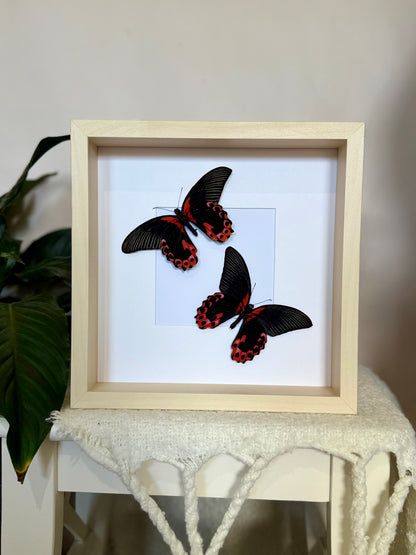 Two Scarlet Mormon Butterflies